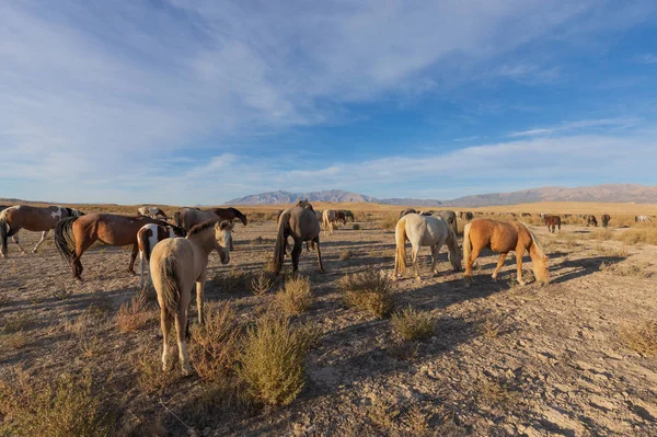 Una Manada Caballos Salvajes Desierto Utah — Foto de Stock