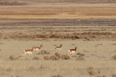 Utah Çölü'nde pronghorn antilop sürüsü