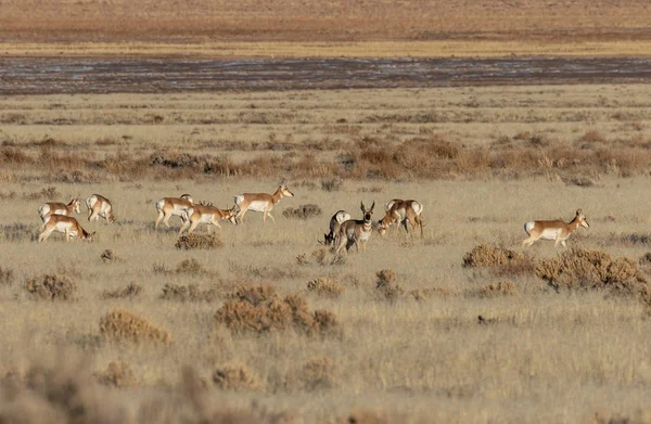 Herd Pronghorn Antelope Utah Desert — Stock Photo, Image