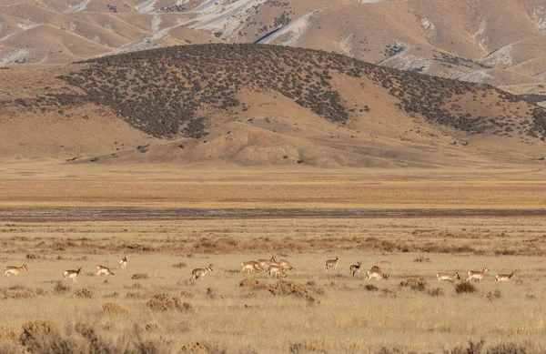 Utah Çölü Nde Pronghorn Antilop Sürüsü — Stok fotoğraf