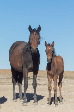 Utah çölünde vahşi bir kısrak ve tay.