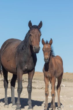 Utah çölünde vahşi bir kısrak ve tay.
