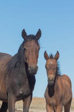 Utah çölünde vahşi bir kısrak ve tay.