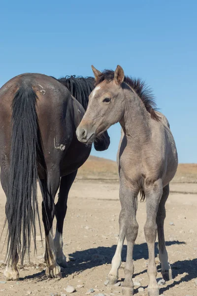 Yegua Caballo Salvaje Potro Desierto Utah —  Fotos de Stock