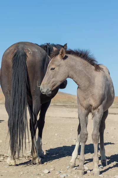 Cavalo Selvagem Égua Potro Deserto Utah — Fotografia de Stock