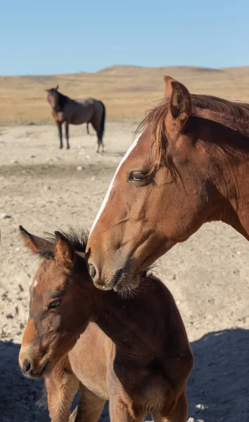 Cavalo Selvagem Égua Potro Deserto Utah — Fotografia de Stock