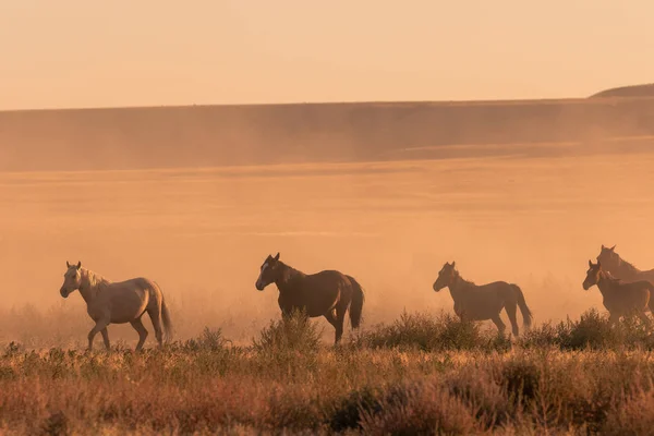 Uma Manada Cavalos Selvagens Pôr Sol Deserto Utah — Fotografia de Stock