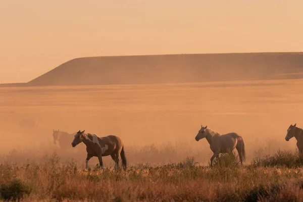 Una Manada Caballos Salvajes Atardecer Desierto Utah —  Fotos de Stock