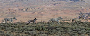 Yaz aylarında Colorado çölde vahşi atlar