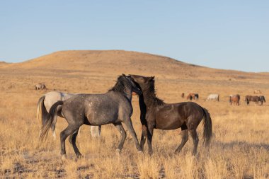 yabani atı aygır Utah çölde fikir tartışması bir çift