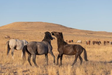 yabani atı aygır Utah çölde fikir tartışması bir çift