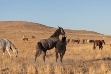 yabani atı aygır Utah çölde fikir tartışması bir çift