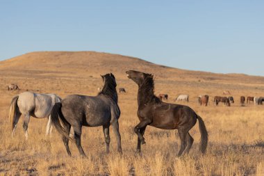 yabani atı aygır Utah çölde fikir tartışması bir çift