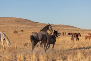 yabani atı aygır Utah çölde fikir tartışması bir çift