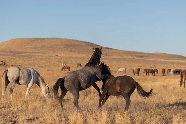 Pair Wild Horse Stallions Sparring Utah Desert — Stock Photo, Image