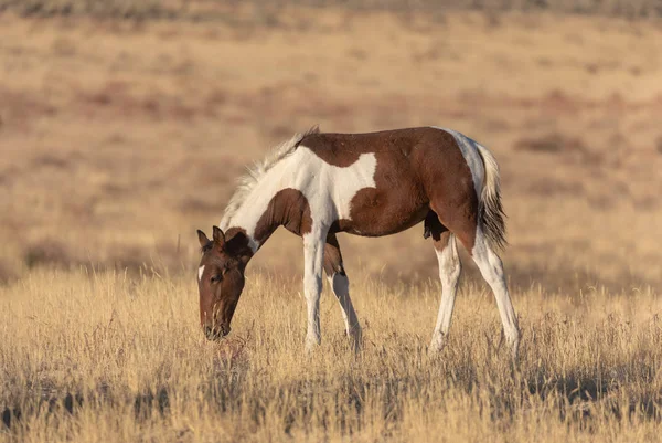 Potro Cavalo Selvagem Bonito Deserto Utah — Fotografia de Stock