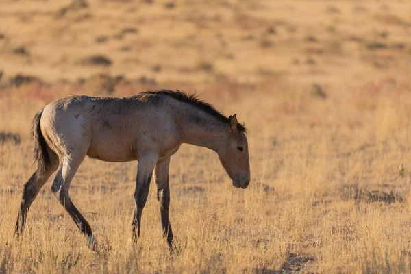 Potro Cavalo Selvagem Bonito Deserto Utah — Fotografia de Stock