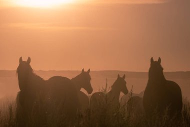 Utah çölünde gün batımında vahşi atlar