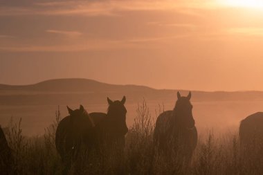 Utah çölünde gün batımında vahşi atlar