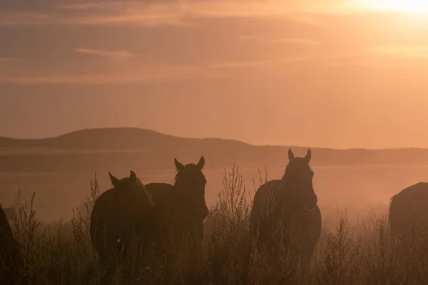 Caballos Salvajes Atardecer Desierto Utah — Foto de Stock