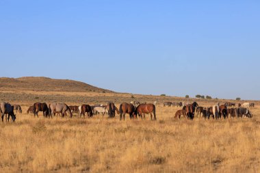 Utah çölünde vahşi bir at sürüsü.