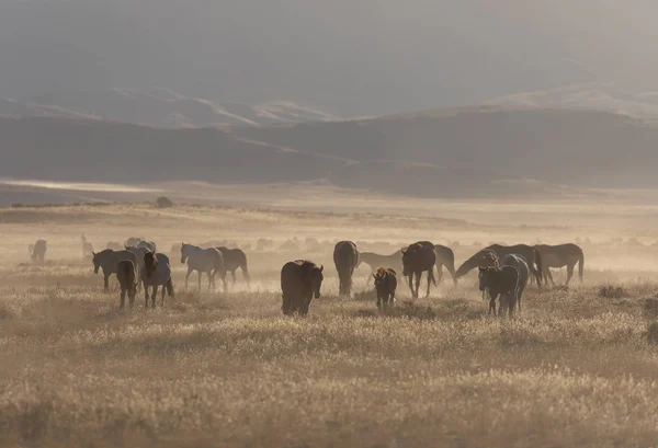 Eine Herde Wildpferde Der Wüste Von Utah — Stockfoto