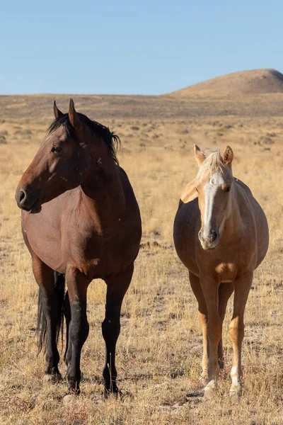 Divoký Kůň Klisna Její Roztomilé Hříbě Poušti Utah — Stock fotografie