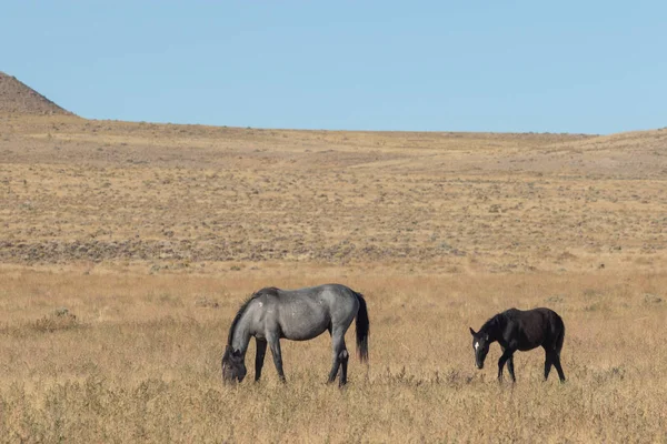 Una Cavalla Selvatica Suo Puledro Carino Nel Deserto Dello Utah — Foto Stock