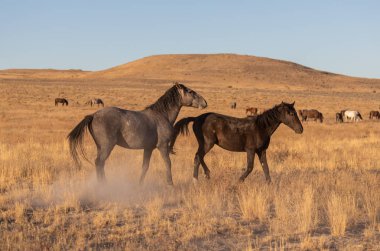 Utah çölünde vahşi atlar