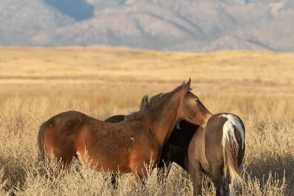 Dzikie Konie Pustyni Utah — Zdjęcie stockowe