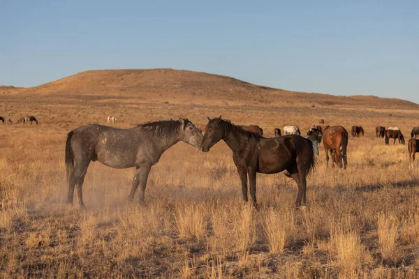 ユタ砂漠の野生馬は — ストック写真