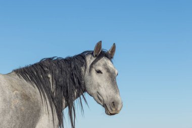 Utah Çölü'nde güzel bir vahşi at portresi yakından