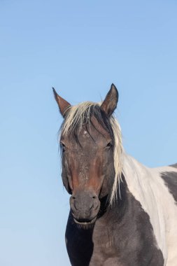Utah Çölü'nde güzel bir vahşi at portresi yakından
