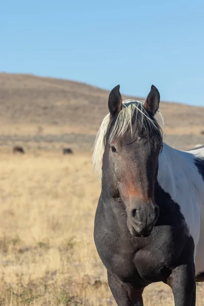 Close Portrait Beautiful Wild Horse Utah Desert — Stock Photo, Image