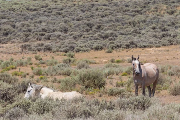 Wildpferde Der Hohen Wüste Des Sandwaschbeckens Colorado Sommer — Stockfoto