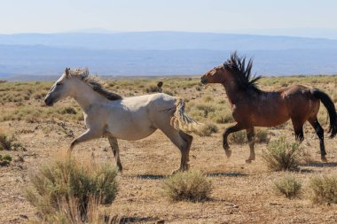 a pair of wild horses running in the Colorado desert in summer
