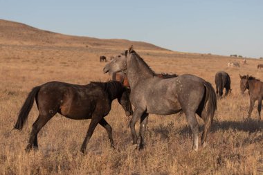 yabani atı aygır Utah çölde fikir tartışması bir çift