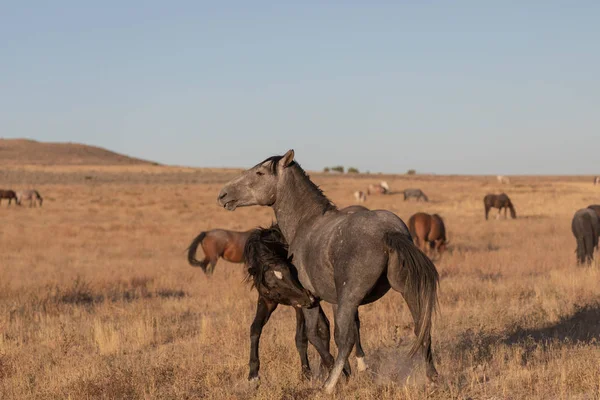 Par Garanhões Cavalos Selvagens Deserto Utah — Fotografia de Stock
