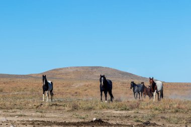 Utah Çölü'nde güzel vahşi atlar sürüsü