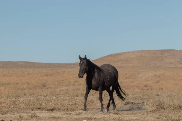 ユタ砂漠の野生の馬 — ストック写真