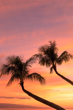 palm trees silhouetted in a tropical Maui sunset