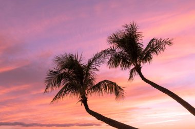 palm trees silhouetted in a tropical Maui sunset