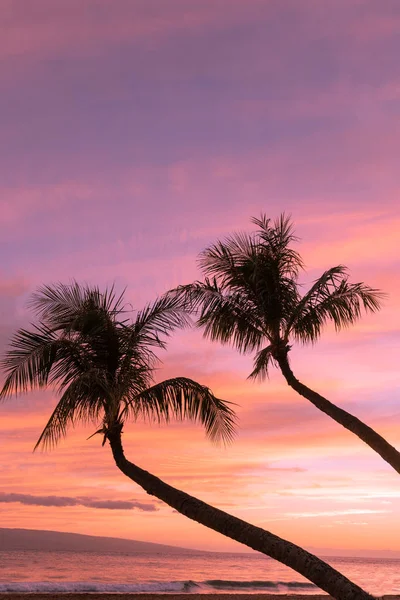 Palme Sagomate Tramonto Tropicale Maui — Foto Stock