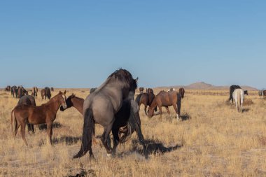 Utah çölünde vahşi bir at sürüsü.
