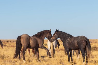 Utah çölünde vahşi bir at sürüsü.