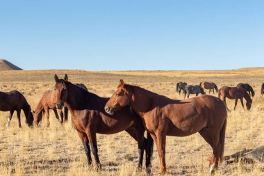 Utah çölünde vahşi bir at sürüsü.