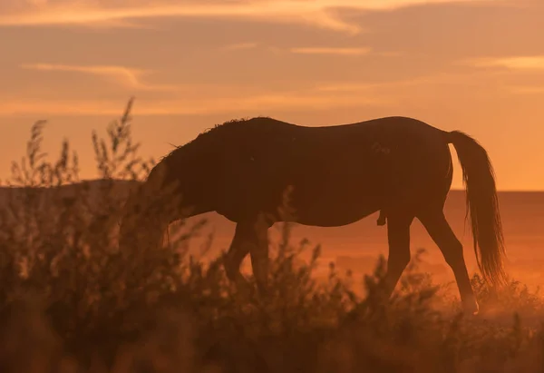 Cheval Sauvage Silhouette Coucher Soleil Dans Désert Utah — Photo