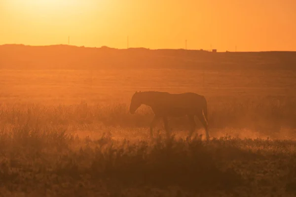 Cheval Sauvage Silhouette Coucher Soleil Dans Désert Utah — Photo