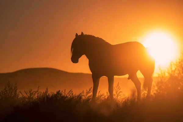 Caballo Salvaje Silueta Atardecer Desierto Utah — Foto de Stock