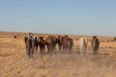 Utah çölünde vahşi bir at sürüsü.